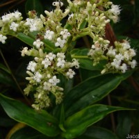Hedyotis fruticosa L.